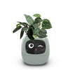 USB rechargeable automatic water-absorbing flowerpot